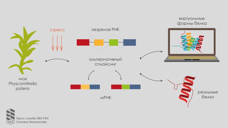 Российские ученые нашли ошибку в ключевом принципе современной молекулярной биологии
