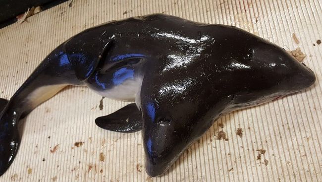 Двухголовая морская свинья Двухголовая морская свинья