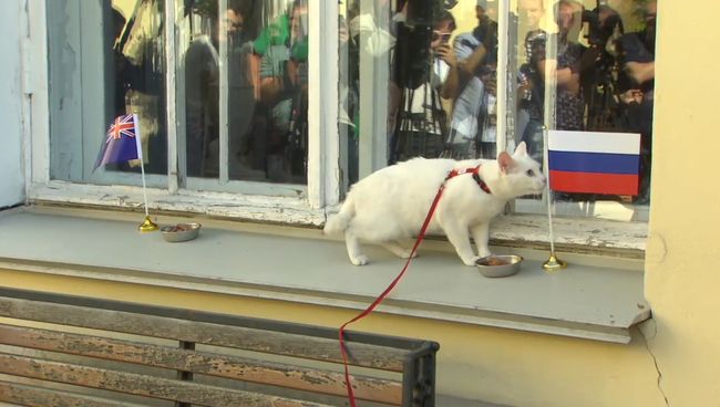 Кот-оракул отверг угощение, но предсказал РФ победу в Кубке конфедераций Кот-оракул отверг угощение, но предсказал РФ победу в Кубке конфедераций