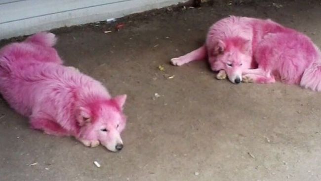 Окрашенные в розовый самоедские собаки Окрашенные в розовый самоедские собаки