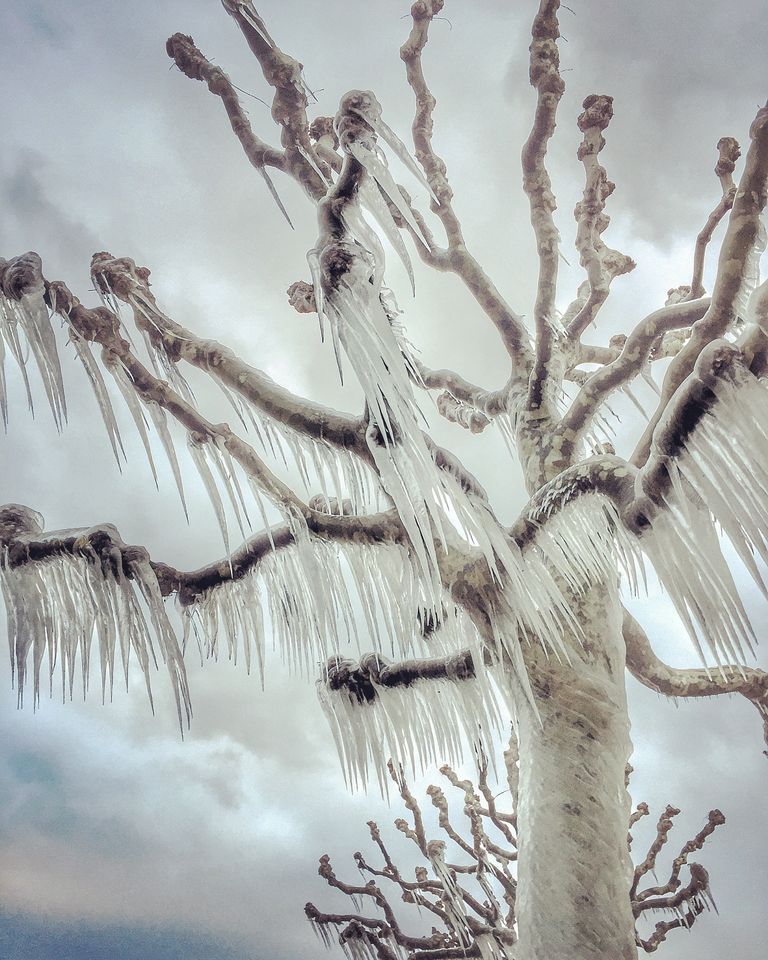 Работа фотографа из Франции Magali Chesnel, занявшая 1-ое место в категории Деревья в iPhone Photography Awards 2017