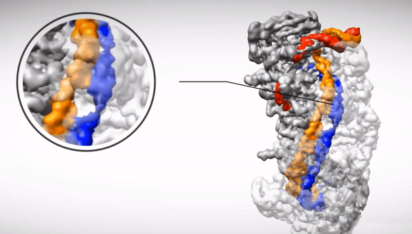 Устройство бактериального антивируса CRISPR/Cas3 Устройство бактериального антивируса CRISPR/Cas3