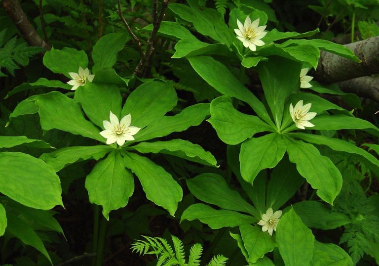 Растение Paris japonica 