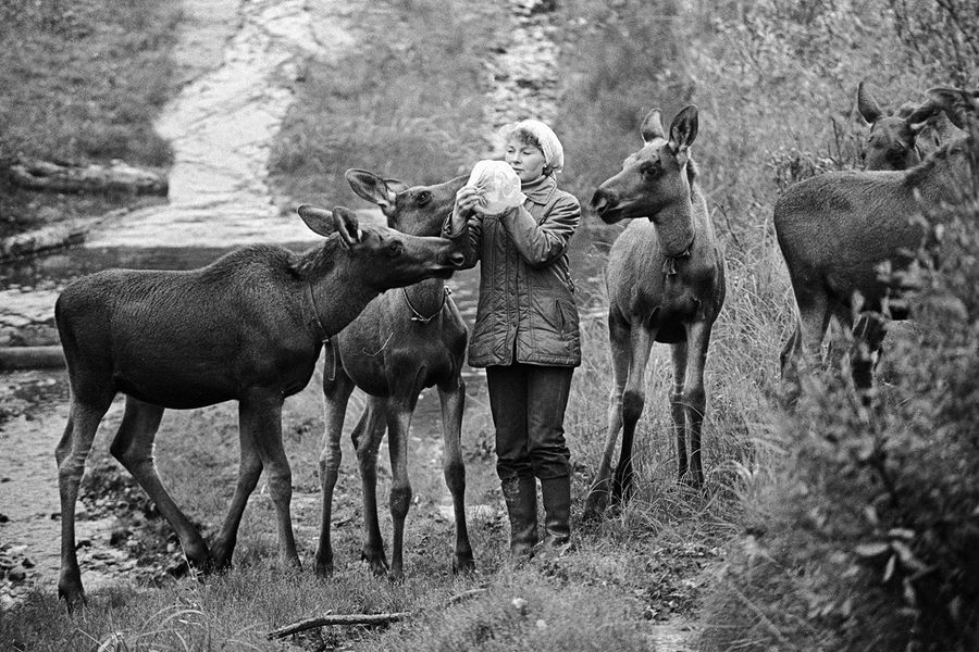 Сотрудница Печоро-Илычского заповедника подкармливает молодых лосей. 1987 год Сотрудница Печоро-Илычского заповедника подкармливает молодых лосей. 1987 год