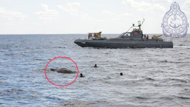 ВМС Шри-Ланки спасает унесенного в море слона ВМС Шри-Ланки спасает унесенного в море слона