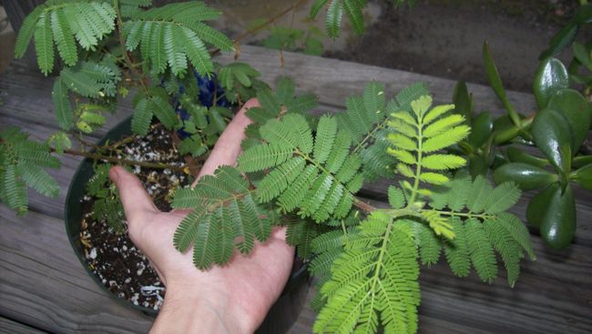 Mimosa tenuiflora