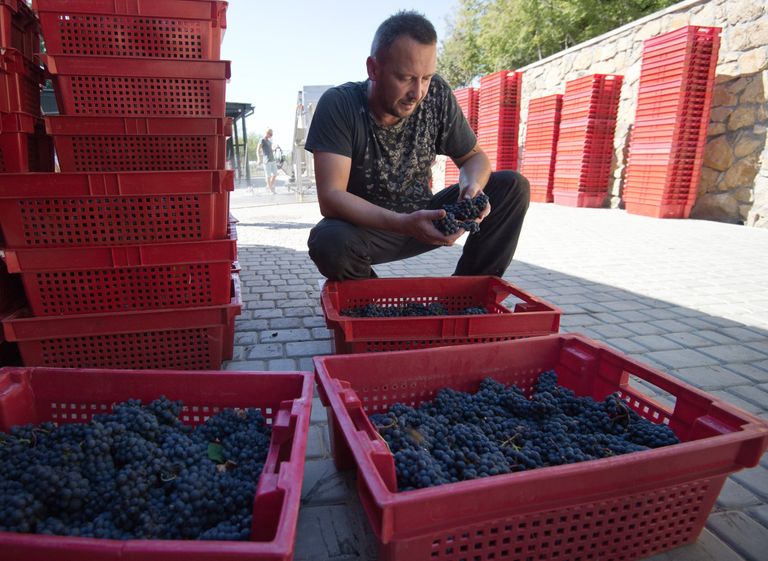 Владелец винодельческого хозяйства UPPA Winery Павел Швец Владелец винодельческого хозяйства UPPA Winery Павел Швец