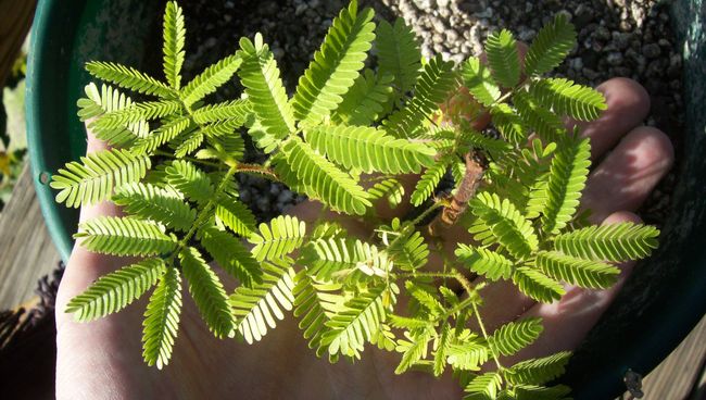 Растение мимоза хостилис (Mimosa tenuiflora). Архивное фото Растение мимоза хостилис (Mimosa tenuiflora). Архивное фото