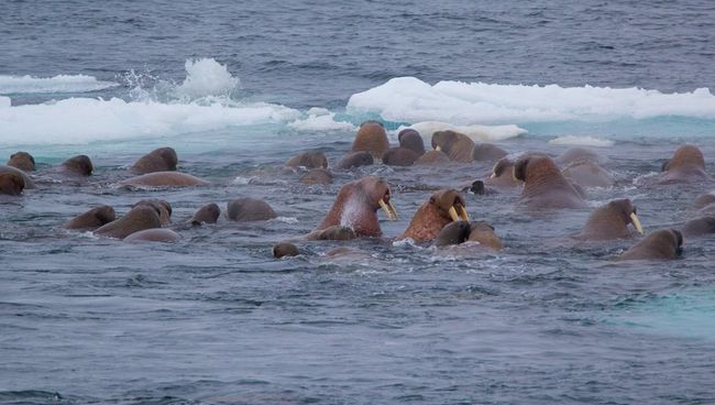Тихоокеанские моржи в Чукотском море. 1 августа 2017 Тихоокеанские моржи в Чукотском море. 1 августа 2017