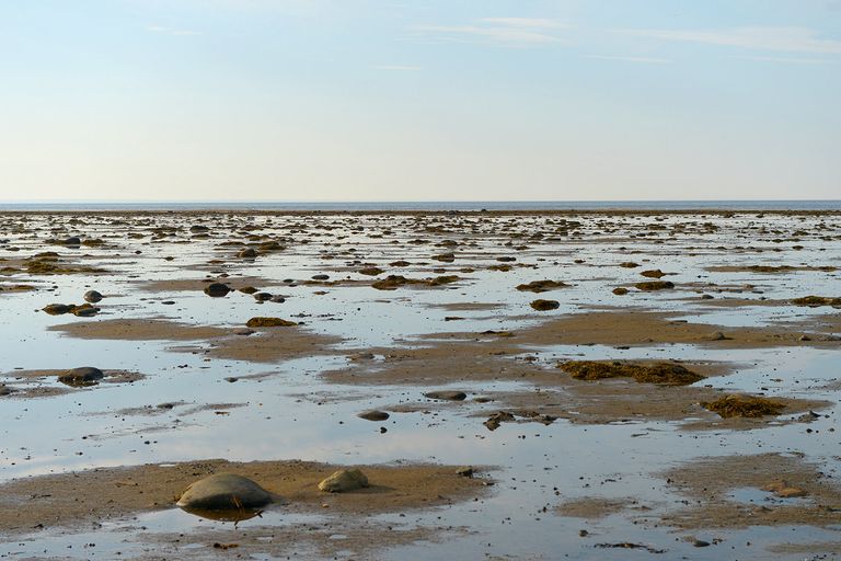 Площадь Белого моря не столь велика – 90,8 тыс. кв. км, однако его местоположение создает уникальную среду обитания Площадь Белого моря не столь велика – 90,8 тыс. кв. км, однако его местоположение создает уникальную среду обитания