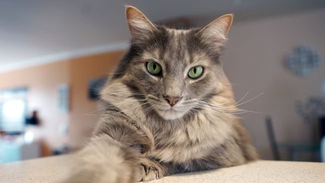 Домашний кот Домашний кот