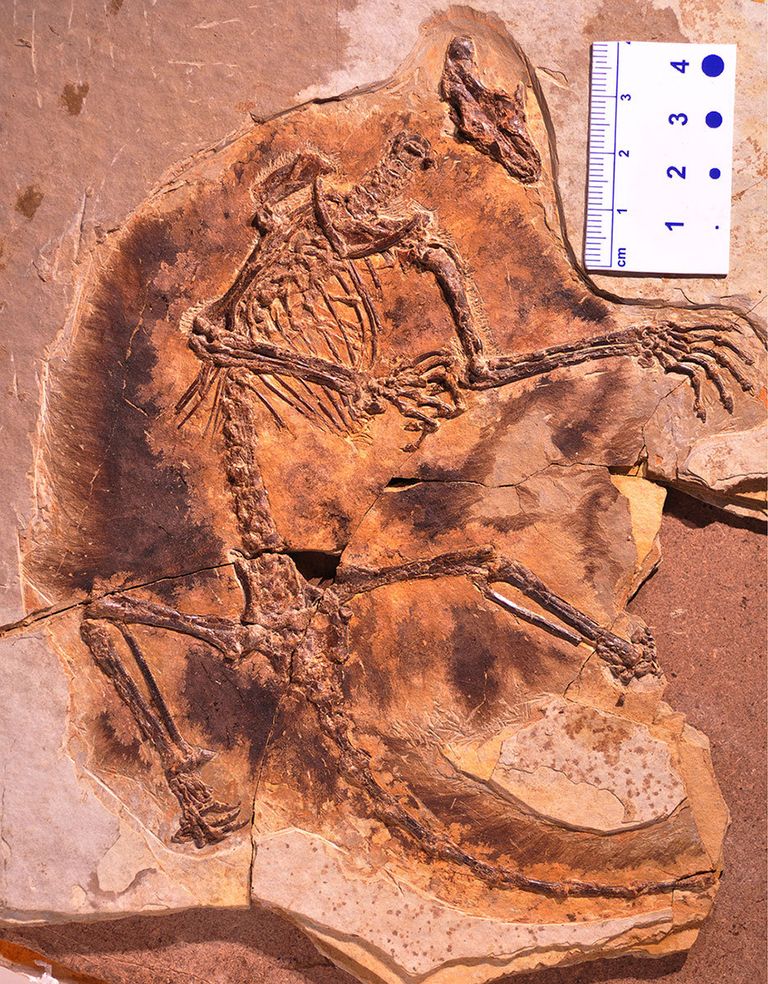 Останки Maiopatagium, летающей белки Юрского периода Останки Maiopatagium, летающей белки Юрского периода
