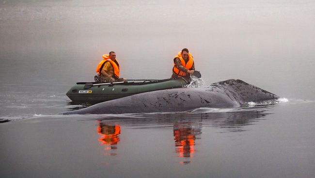 Застрявший гренландский кит на острове Большой Шантар Застрявший гренландский кит на острове Большой Шантар