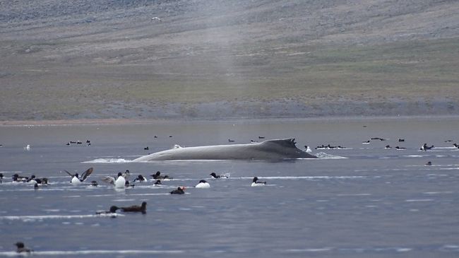 На Чукотке впервые составили каталог горбатых китов