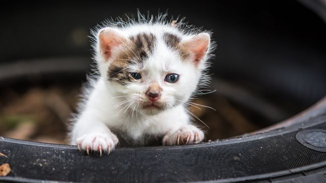 Котенок. Архивное фото