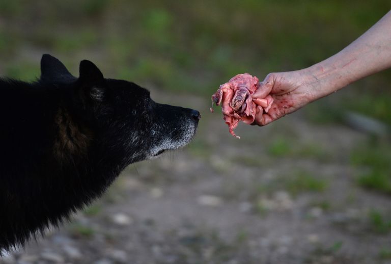 Кормление бездомной собаки на улице Кормление бездомной собаки на улице