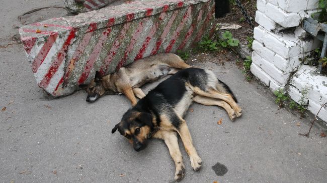 Бездомные собаки на улице 