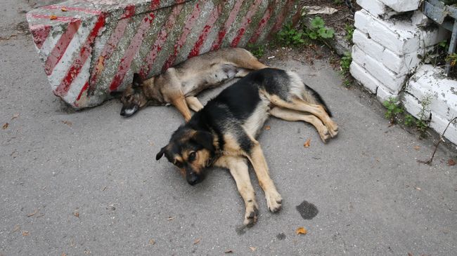 Бездомные собаки на улице Бездомные собаки на улице