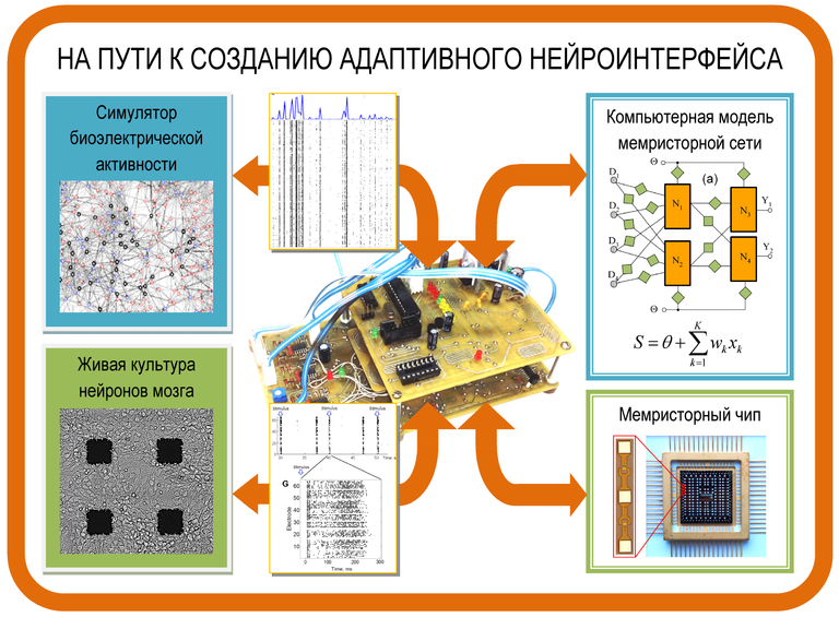 Схема совмещения живых нейронов с  нейронной сетью на основе мемристоров (ННГУ) 