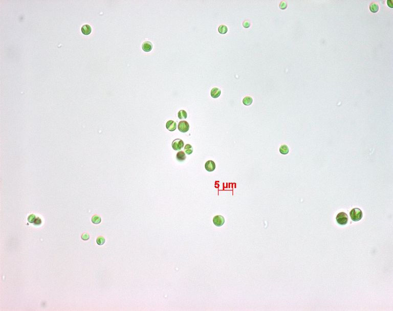 Штамм микроводорослей Chlorella vulgaris UHCC0027 Штамм микроводорослей Chlorella vulgaris UHCC0027