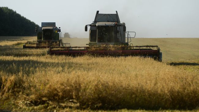 Уборка урожая овса Уборка урожая овса