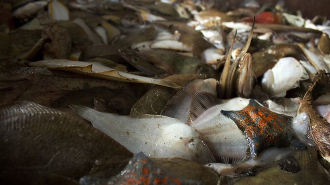 Рыбный промысел на Дальнем Востоке 
