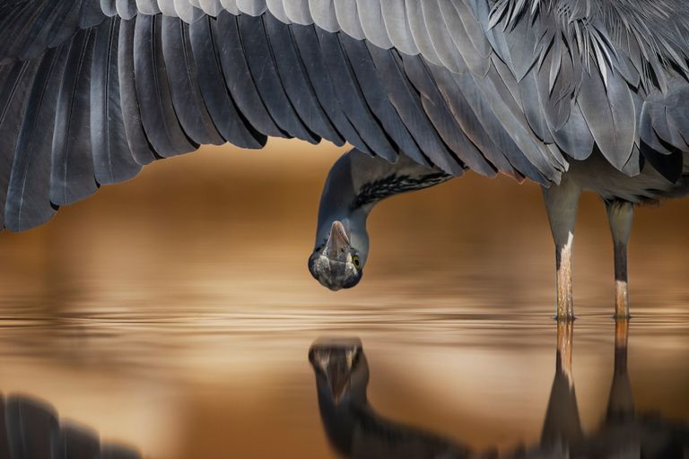 Работа фотографа Ahmad Alessa Grey Heron looking under wing, занявшая второе место в категории Внимание к деталям в конкурсе Bird Photographer of the Year 2017 Работа фотографа Ahmad Alessa Grey Heron looking under wing, занявшая второе место в категории Внимание к деталям в конкурсе Bird Photographer of the Year 2017