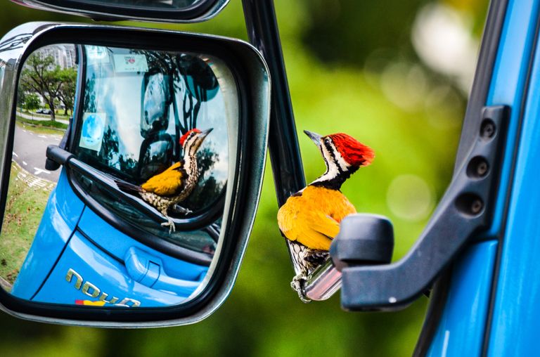 Работа фотографа Kelvin Dao Woodpecker in car mirror завоевавшая, почетное упоминание в категории Птицы в саду в конкурсе Bird Photographer of the Year 2017 Работа фотографа Kelvin Dao Woodpecker in car mirror завоевавшая, почетное упоминание в категории Птицы в саду в конкурсе Bird Photographer of the Year 2017