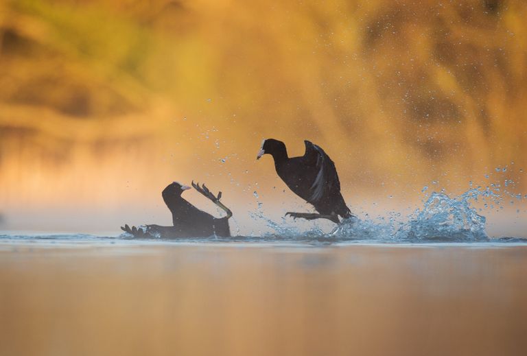 Работа фотографа Andrew Parkinson Coots fighting, занявшая первое место в категории Поведение птиц в конкурсе Bird Photographer of the Year 2017 Работа фотографа Andrew Parkinson Coots fighting, занявшая первое место в категории Поведение птиц в конкурсе Bird Photographer of the Year 2017