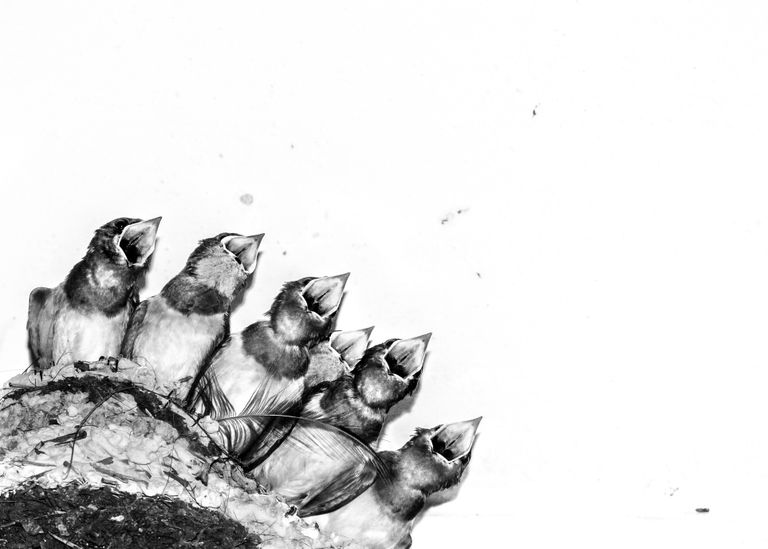 Работа фотографа Joseph Anthony Swallow chicks in nest, завоевавшая почетное упоминание в категории Креативные образы в конкурсе Bird Photographer of the Year 2017 Работа фотографа Joseph Anthony Swallow chicks in nest, завоевавшая почетное упоминание в категории Креативные образы в конкурсе Bird Photographer of the Year 2017