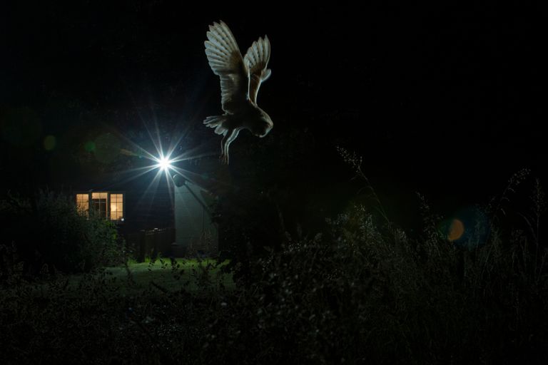 Работа фотографа Jamie Hall Hovering Barn Owl, занявшая первое место в категории Птицы в саду в конкурсе Bird Photographer of the Year 2017 Работа фотографа Jamie Hall Hovering Barn Owl, занявшая первое место в категории Птицы в саду в конкурсе Bird Photographer of the Year 2017
