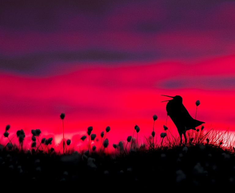 Работа фотографа Torsten Green-Petersen Great Snipe silhouette, завоевавшая почетное упоминание в категории Поведение птиц в конкурсе Bird Photographer of the Year 2017 Работа фотографа Torsten Green-Petersen Great Snipe silhouette, завоевавшая почетное упоминание в категории Поведение птиц в конкурсе Bird Photographer of the Year 2017