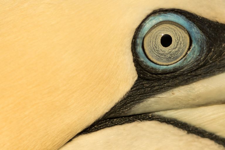 Работа фотографа Marc Albiac Close portrait, занявшая третье место в категории Young BPOTY в конкурсе Bird Photographer of the Year 2017 Работа фотографа Marc Albiac Close portrait, занявшая третье место в категории Young BPOTY в конкурсе Bird Photographer of the Year 2017