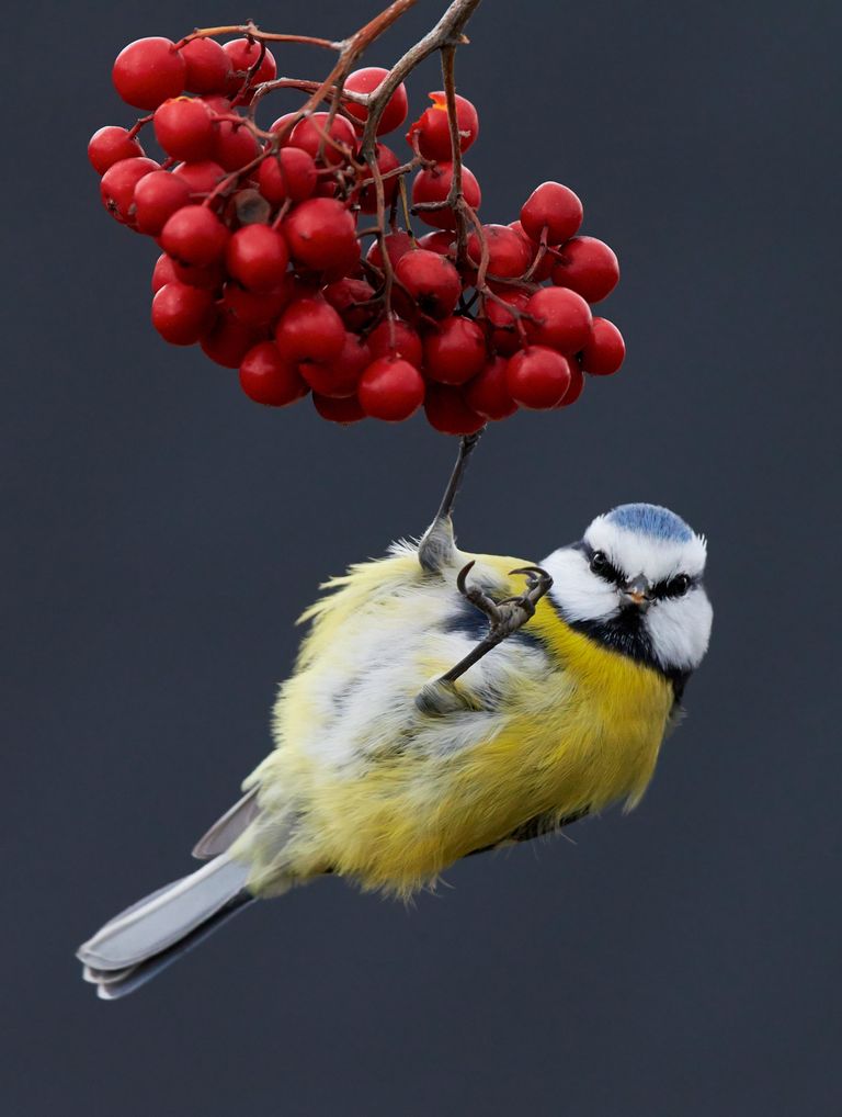 Работа фотографа Markus Varesvuo Blue Tit on berries, победившая в категории Лучшее портфолио в конкурсе Bird Photographer of the Year 2017 Работа фотографа Markus Varesvuo Blue Tit on berries, победившая в категории Лучшее портфолио в конкурсе Bird Photographer of the Year 2017