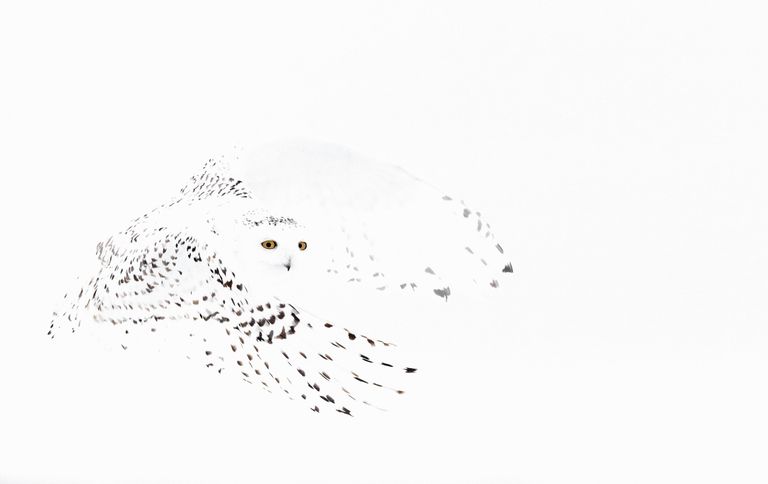 Работа фотографа Markus Varesvuo Snowy Owl, победившая в категории Лучшее портфолио в конкурсе Bird Photographer of the Year 2017 Работа фотографа Markus Varesvuo Snowy Owl, победившая в категории Лучшее портфолио в конкурсе Bird Photographer of the Year 2017