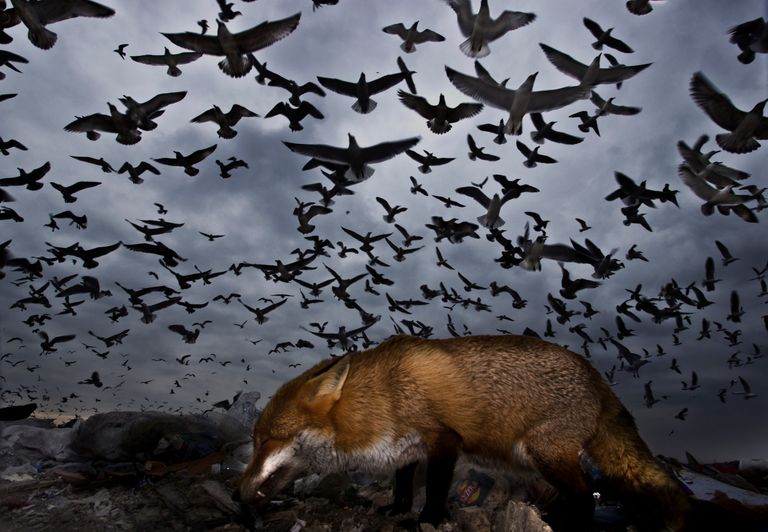 Работа фотографа Gabor Kapus Seagulls and fox, завоевавшая почетное упоминание в категории Птицы в полете в конкурсе Bird Photographer of the Year 2017 Работа фотографа Gabor Kapus Seagulls and fox, завоевавшая почетное упоминание в категории Птицы в полете в конкурсе Bird Photographer of the Year 2017
