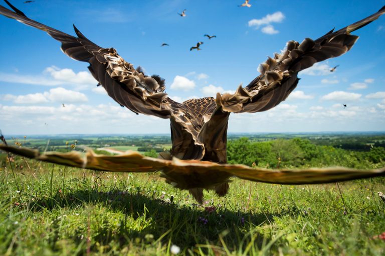 Работа фотографа Jamie Hall Red Kite close-up, занявшая второе место в категории Птицы в полете в конкурсе Bird Photographer of the Year 2017 Работа фотографа Jamie Hall Red Kite close-up, занявшая второе место в категории Птицы в полете в конкурсе Bird Photographer of the Year 2017