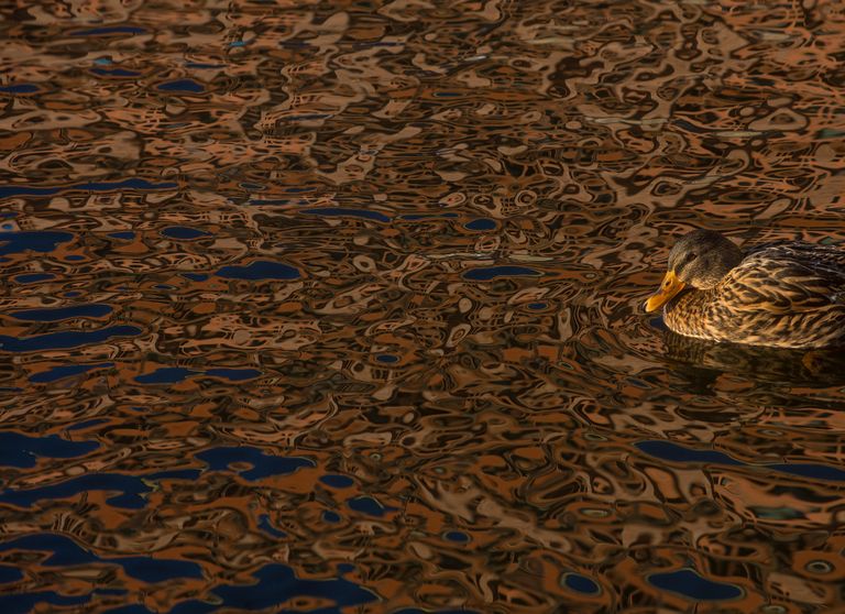Работа фотографа Daniel Stenberg Female Mallard, завоевавшая почетное упоминание в категории Птицы в окружающей среде в конкурсе Bird Photographer of the Year 2017 Работа фотографа Daniel Stenberg Female Mallard, завоевавшая почетное упоминание в категории Птицы в окружающей среде в конкурсе Bird Photographer of the Year 2017