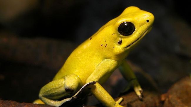 Лягушка-древолаз Phyllobates terribilis Лягушка-древолаз Phyllobates terribilis