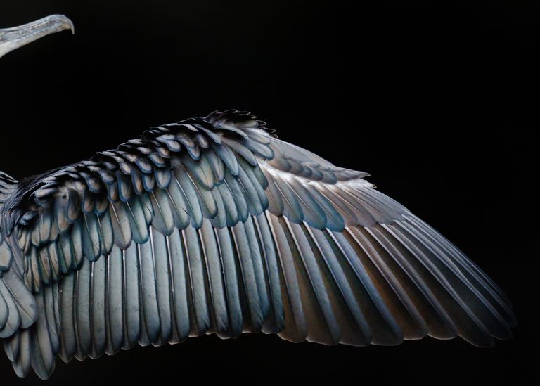 Работа фотографа Tom Hines Cormorant wing, занявшая первое место в категории Внимание к деталям в конкурсе Bird Photographer of the Year 2017 Работа фотографа Tom Hines Cormorant wing, занявшая первое место в категории Внимание к деталям в конкурсе Bird Photographer of the Year 2017