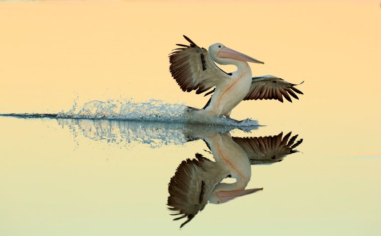 Работа фотографа Bret Charman Australian Pelican landing on water, занявшая первое место в категории Птицы в полете в конкурсе Bird Photographer of the Year 2017 Работа фотографа Bret Charman Australian Pelican landing on water, занявшая первое место в категории Птицы в полете в конкурсе Bird Photographer of the Year 2017