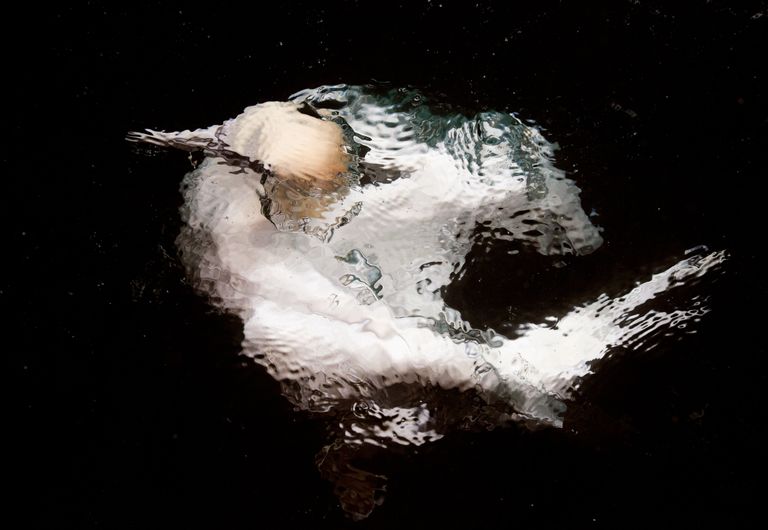 Работа фотографа Markus Varesvuo Gannet underwater, победившая в категории Лучшее портфолио в конкурсе Bird Photographer of the Year 2017 Работа фотографа Markus Varesvuo Gannet underwater, победившая в категории Лучшее портфолио в конкурсе Bird Photographer of the Year 2017