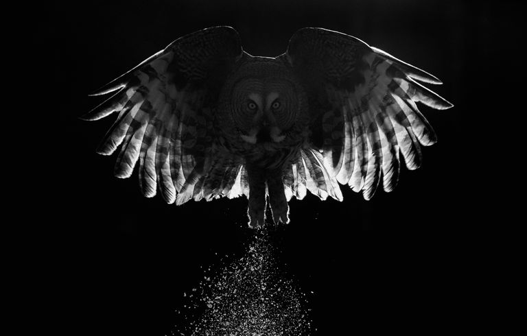 Работа фотографа Markus Varesvuo Great Grey Owl, победившая в категории Лучшее портфолио в конкурсе Bird Photographer of the Year 2017 Работа фотографа Markus Varesvuo Great Grey Owl, победившая в категории Лучшее портфолио в конкурсе Bird Photographer of the Year 2017