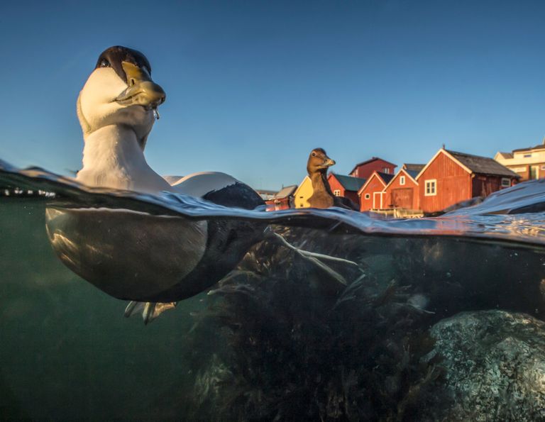 Работа фотографа Pål Hermansen Swimming Eider, занявшая третье место в категории Лучший портрет в конкурсе Bird Photographer of the Year 2017 Работа фотографа Pål Hermansen Swimming Eider, занявшая третье место в категории Лучший портрет в конкурсе Bird Photographer of the Year 2017