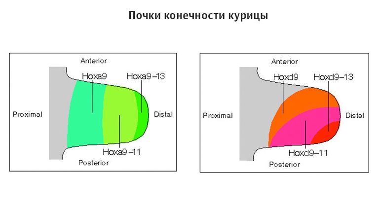 На этой схеме показано, как работают НОХ-гены в бугорках, из которых потом сформируются конечности курицы На этой схеме показано, как работают НОХ-гены в бугорках, из которых потом сформируются конечности курицы