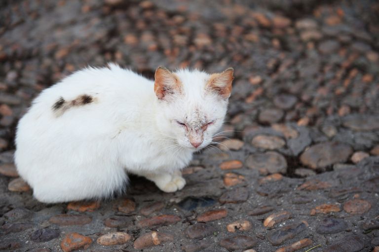 Кошка Кошка