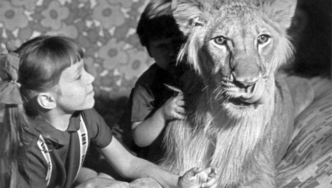 Лев, живущий в семье Берберовых