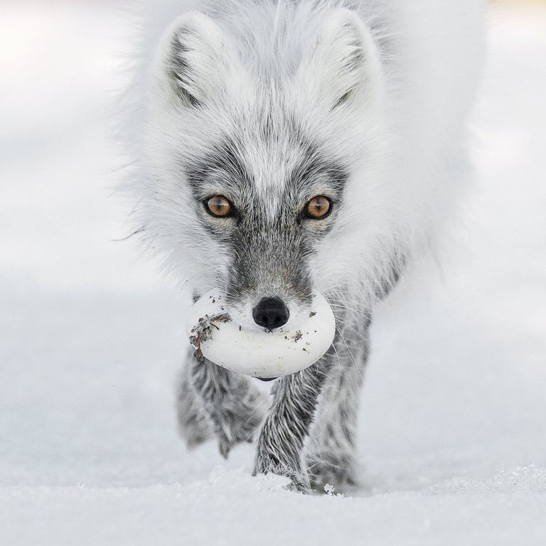 Работа фотографа из России Сергея Горшкова Arctic treasure в категории Портреты животных в финале конкурса Wildlife Photographer of the Year 2017 Работа фотографа из России Сергея Горшкова Arctic treasure в категории Портреты животных в финале конкурса Wildlife Photographer of the Year 2017