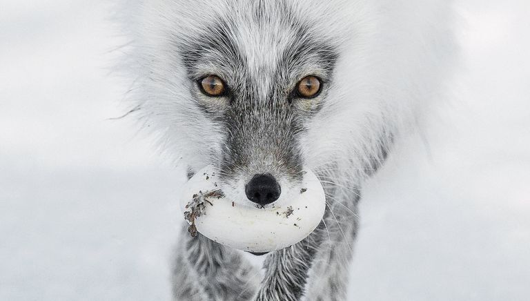 Работа фотографа из России Сергея Горшкова Arctic treasure в категории Портреты животных в финале конкурса Wildlife Photographer of the Year 2017 Работа фотографа из России Сергея Горшкова Arctic treasure в категории Портреты животных в финале конкурса Wildlife Photographer of the Year 2017