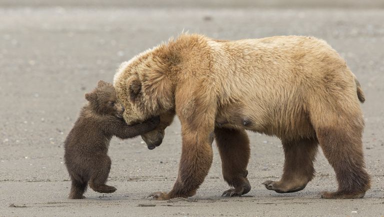 Работа фотографа из США Ashleigh Scully Bear hug в категории Молодой фотограф от 11 до 14 лет в финале конкурса Wildlife Photographer of the Year 2017 Работа фотографа из США Ashleigh Scully Bear hug в категории Молодой фотограф от 11 до 14 лет в финале конкурса Wildlife Photographer of the Year 2017